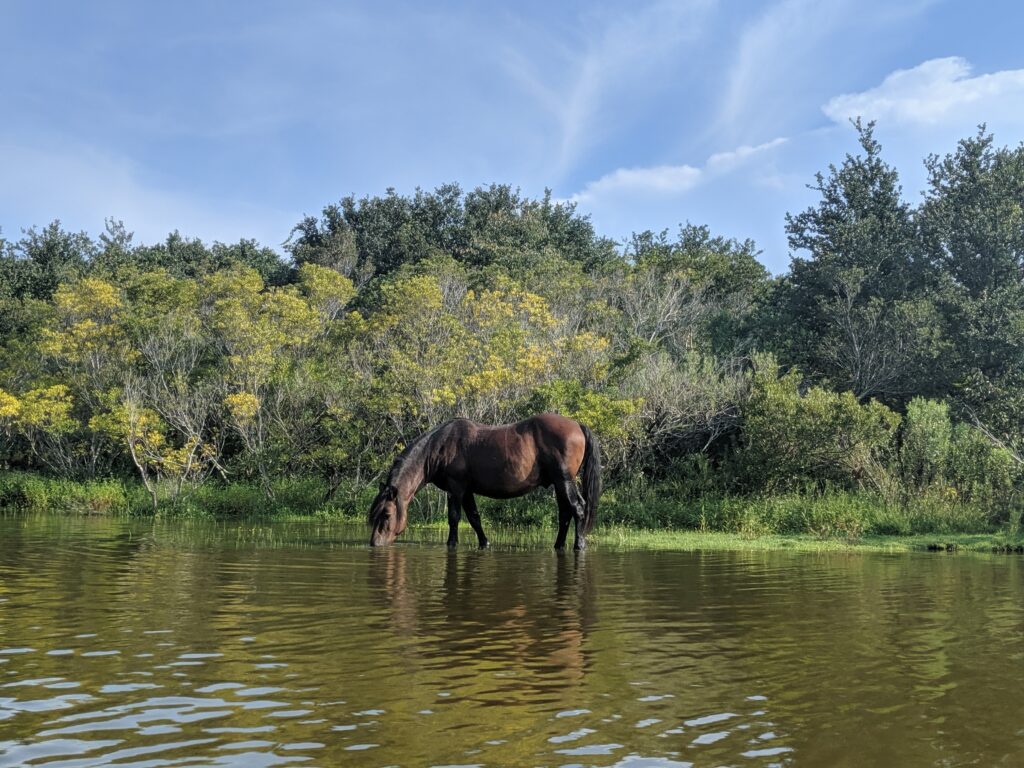 safari tours obx