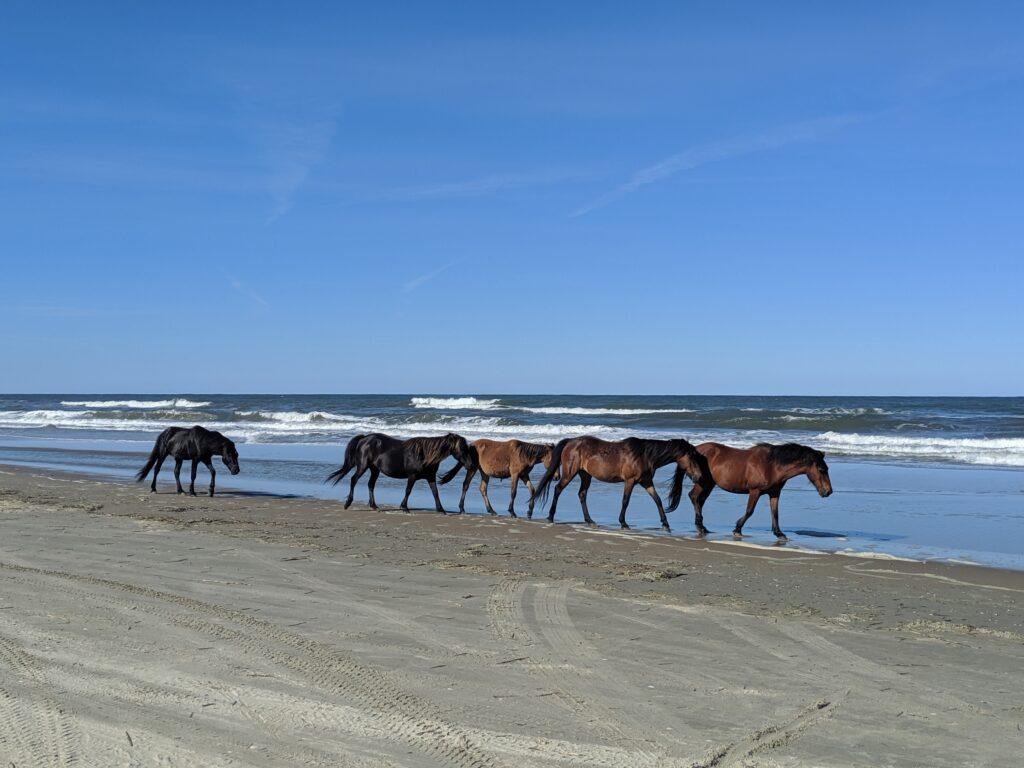 best wild horse tour outer banks